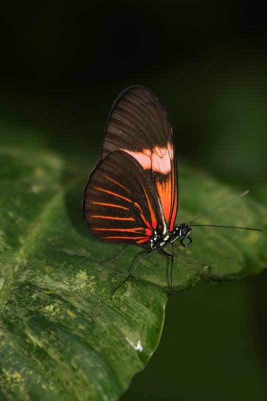 Schmetterling aus dem Schmetterlingshaus auf der Insel Mainau