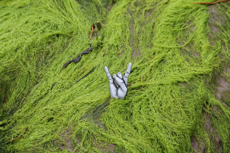 Green alga @ Derrynane Beach Ireland