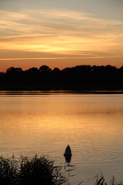 Diving Swan at Sunset